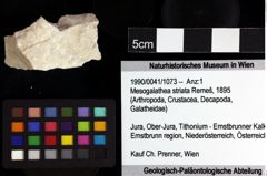 Foto (Objket + Etiketten) von Mesogalathea striata (Remeš, 1895) 